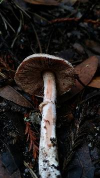 Agaricus arorae image