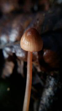 Mycena californiensis image