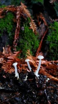 Marasmius calhouniae image