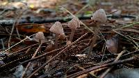 Mycena capillaripes image