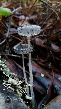 Coprinopsis lagopus image