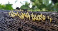 Calocera cornea image