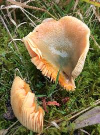 Lactarius deliciosus image