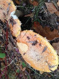 Suillus americanus image