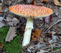 Amanita muscaria image