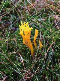 Calocera viscosa image