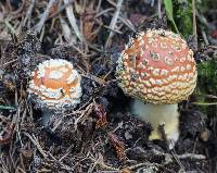 Amanita muscaria image