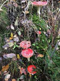 Amanita muscaria image