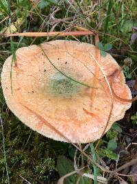 Lactarius deliciosus image