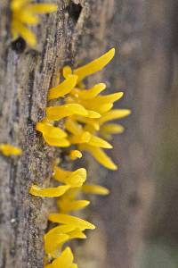 Calocera cornea image