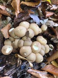 Lycoperdon pyriforme image