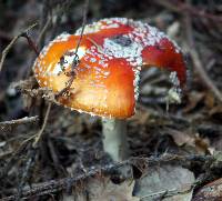 Amanita muscaria image