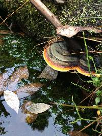 Fomitopsis pinicola image