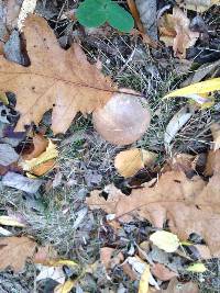 Agaricus bisporus image