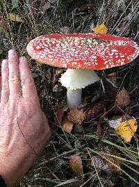 Amanita muscaria image