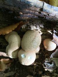 Lycoperdon pyriforme image