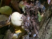 Lycoperdon pyriforme image