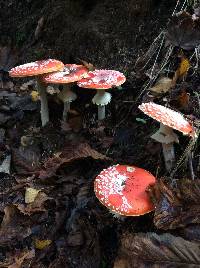 Amanita muscaria image