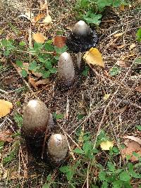 Coprinus comatus image