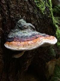 Fomitopsis pinicola image