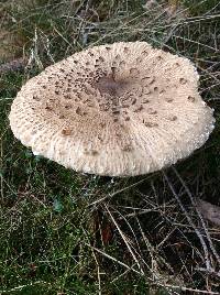 Macrolepiota procera var. procera image