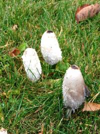 Coprinus comatus image