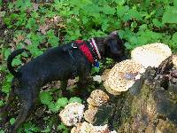 Polyporus squamosus image