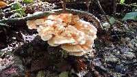 Laetiporus cincinnatus image