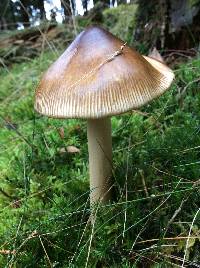 Amanita fulva image