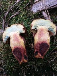 Boletus erythropus image