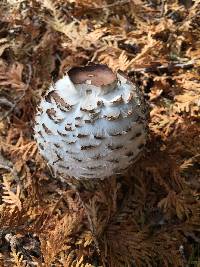 Chlorophyllum rhacodes image