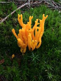 Calocera viscosa image