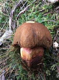 Boletus erythropus image