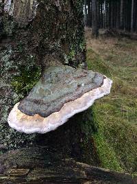 Fomitopsis pinicola image