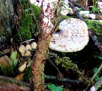 Polyporus squamosus image