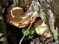 Polyporus squamosus image