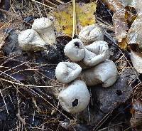 Lycoperdon pyriforme image