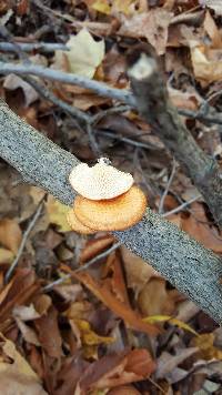 Polyporus alveolaris image