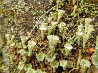 Cladonia chlorophaea image