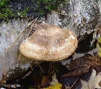 Piptoporus betulinus image