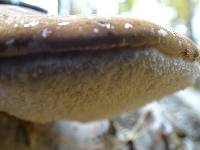 Piptoporus betulinus image