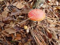 Amanita muscaria image