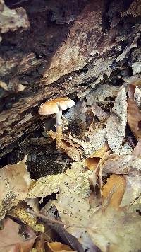 Leratiomyces squamosus image