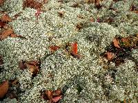 Cladonia mitis image