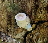 Polyporus squamosus image