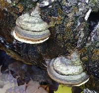 Fomes fomentarius image