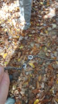 Schizophyllum commune image