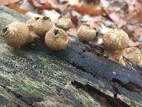 Lycoperdon pyriforme image