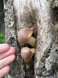 Agrocybe parasitica image