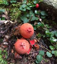 Calostoma cinnabarinum image